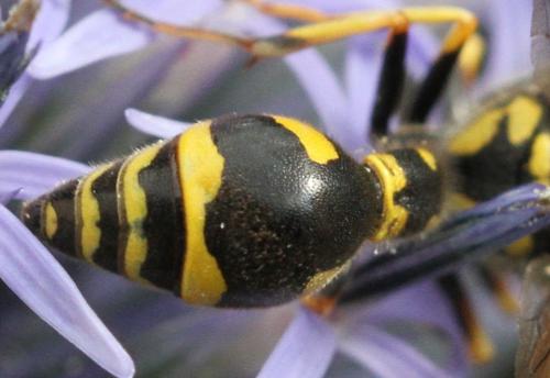Eumenes sp.